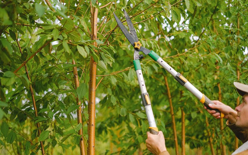 Tree trimming in Larimore, ND